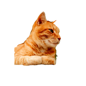 Adorable Ginger Tabby Cat Lying On A Stone Wall, Looking Curious And Calm. 13349 - Cat PNG image with transparent background